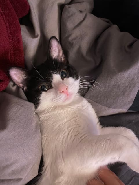 Photo of the animal